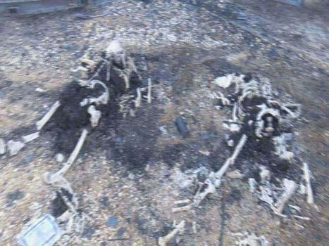 بالصور- مجزرة جديدة يرتكبها العدوان السعودي في محافظة الحديدة باليمن


