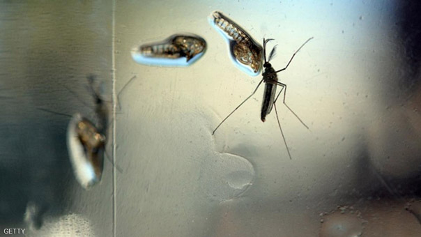 منظمة الصحة العالمية: لا إصابة بـ&rsquo;زيكا&rsquo; في الشرق الأوسط