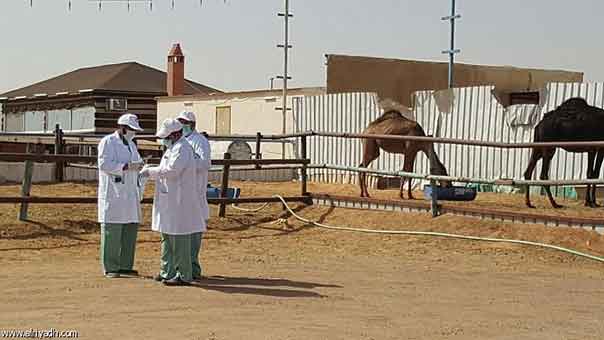 السعودية: إغلاق سوق الإبل في الجنادرية بسبب انتشار &rsquo;كورونا&rsquo;