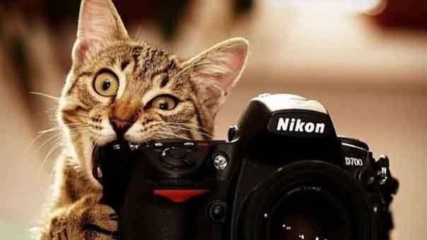 أحدث الفتاوى الوهابية: الصور مع القطط حرام