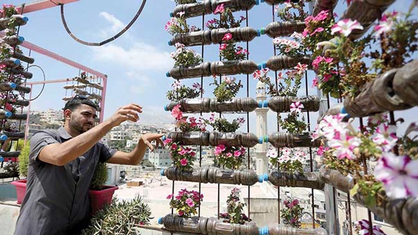 حديقة &rsquo;نخلة&rsquo; المنزلية .. جنةٌ وسط نار مخيم الجلزون برام الله !