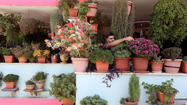 حديقة &rsquo;نخلة&rsquo; المنزلية .. جنةٌ وسط نار مخيم الجلزون برام الله !