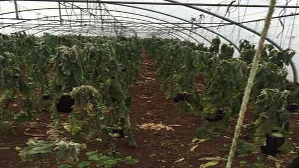 الأضرار الزراعية في الخيم البلاستيكية