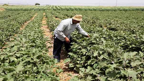 قرية ’بردلة’ .. ضحيةٌ أخرى للحرب الصهيونية على المياه الفلسطينية
