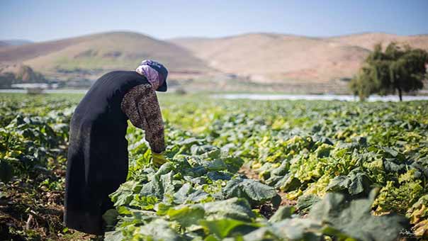 قرية الجفلك الفلسطينية.. نموذجٌ من الحصار والقهر على يد الاحتلال ومستوطنيه
