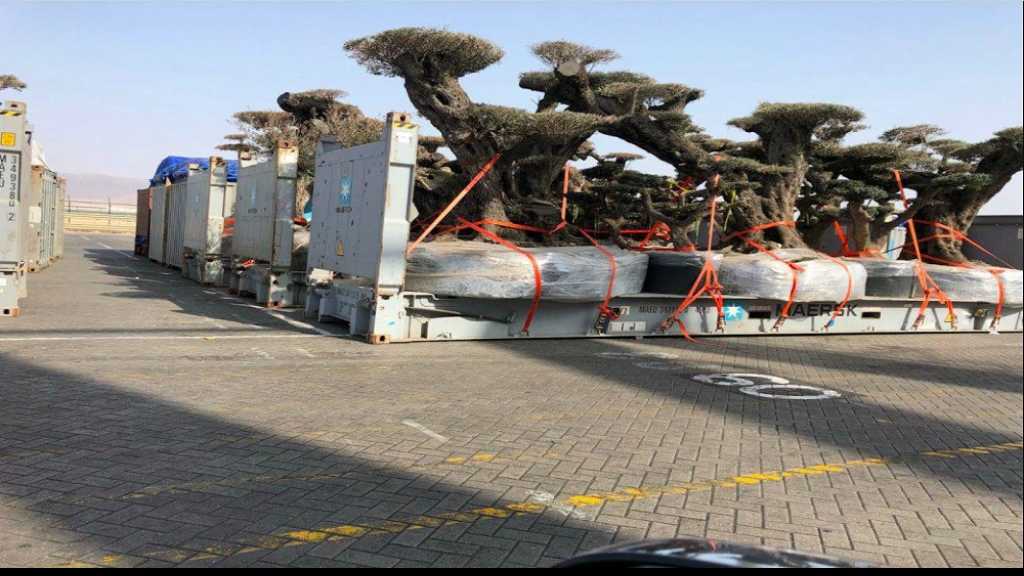 الإمارات تسرق أشجارًا معمّرة ونادرة من جزيرة سقطرى اليمنية