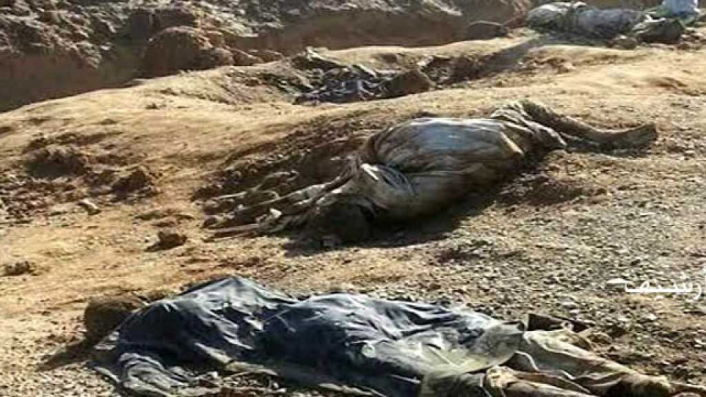 العثور على مقبرة جماعية جديدة في دير الزور وريفها