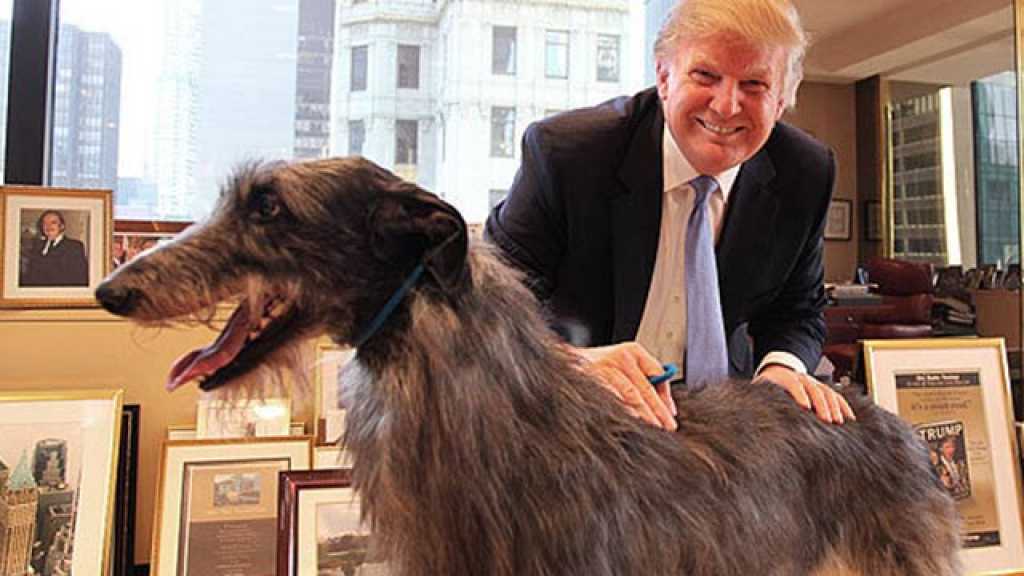 &rsquo;الكلاب أكثر حياءً من ترامب&rsquo;