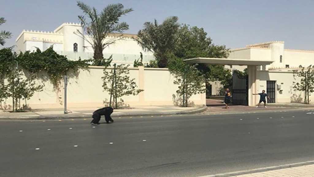 غوريلا تجول في الرياض!