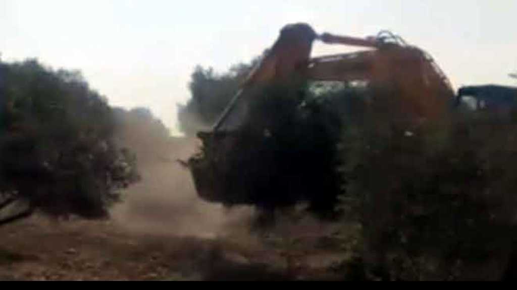 القوات التركية تقتلع آلاف أشجار الزيتون في عفرين