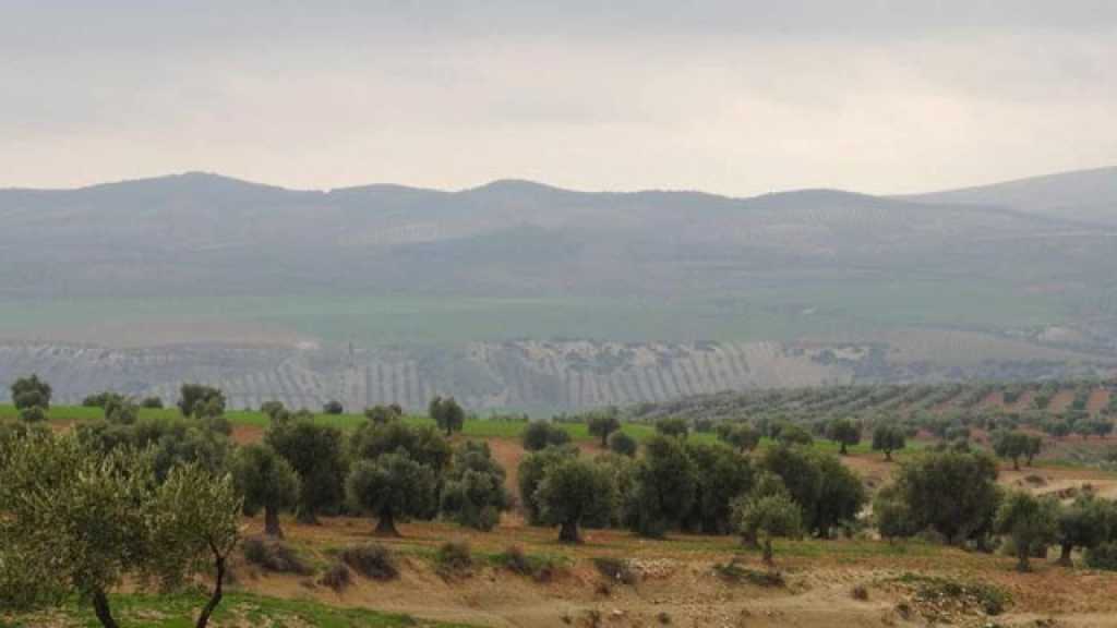 تركيا وأدواتها يستولون على موسم الزيتون في عفرين