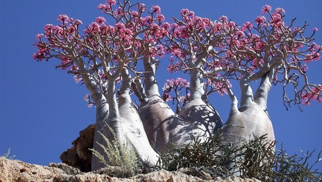 اليمن : ما يجري في سقطرى يفضح حقيقة العدوان