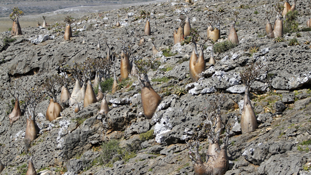 اليمن : ما يجري في سقطرى يفضح حقيقة العدوان