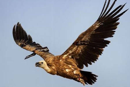 السودان يضبط "نسر تجسس" إسرائيلي