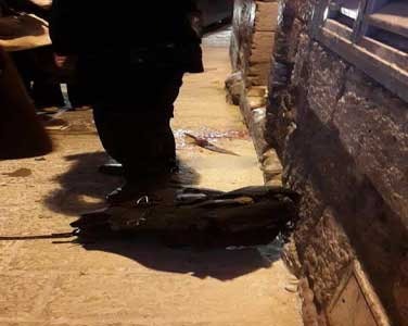 عمليات الطعن البطولية تزلزل عرش الكيان المحتل .. طعن جديد في القدس