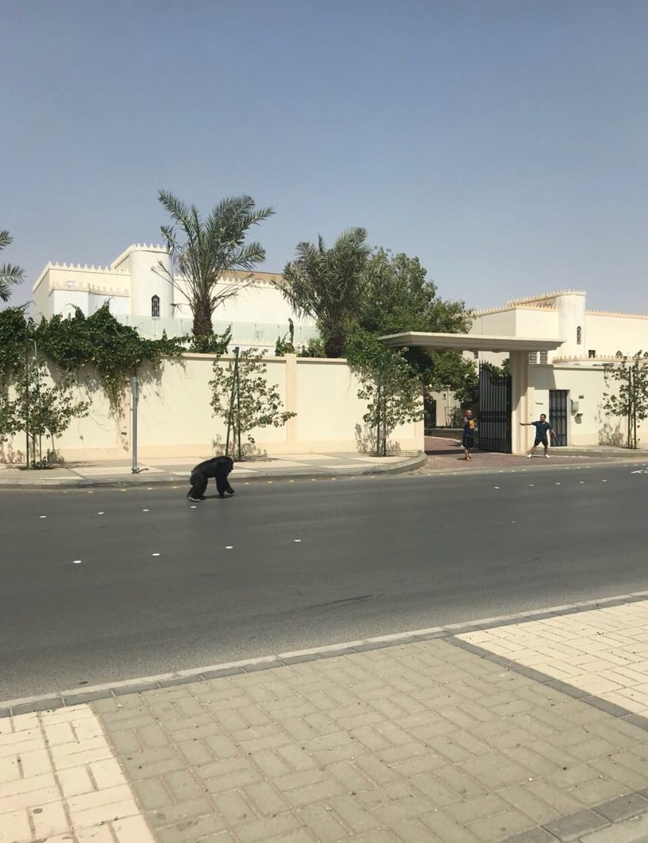 غوريلا تجول في الرياض!