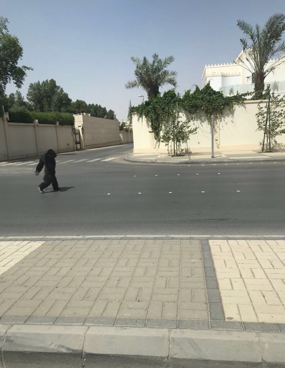 غوريلا تجول في الرياض!