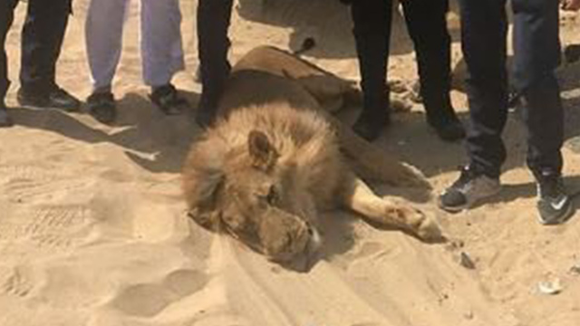 الأمن الكويتي يسيطر على أسد طليق في كبد